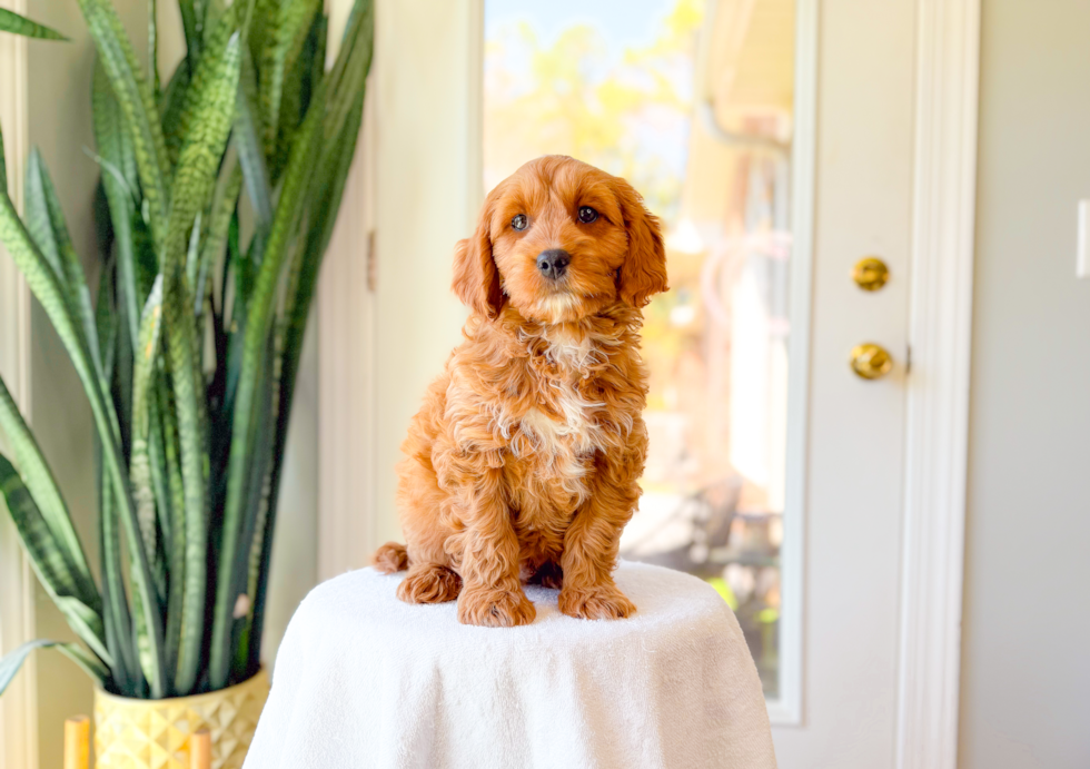 Best Cavapoo Baby