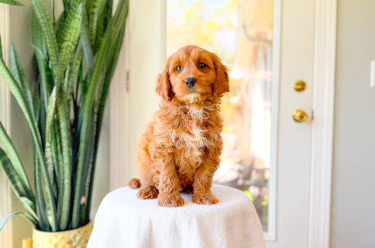 Best Cavapoo Baby