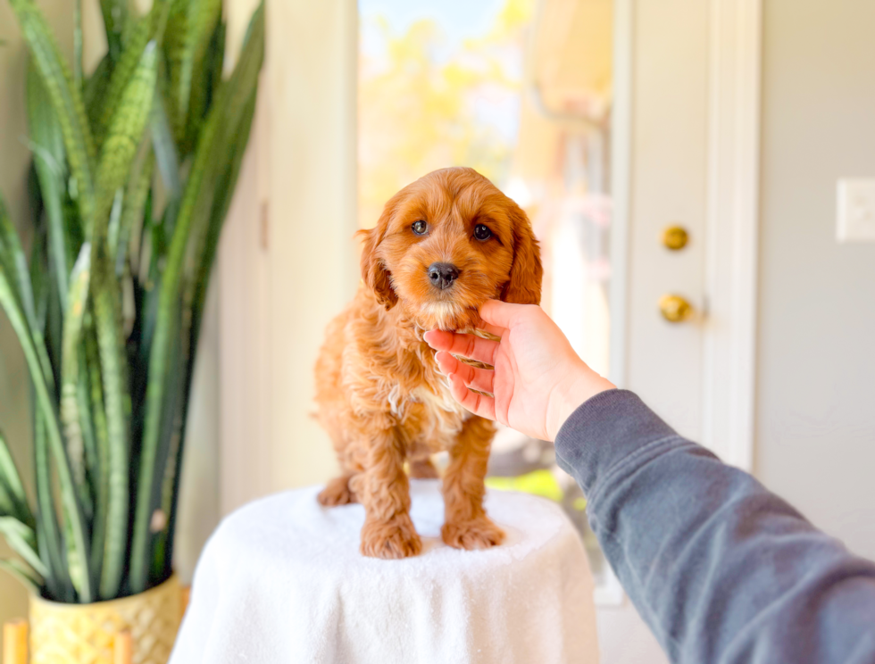 Best Cavapoo Baby