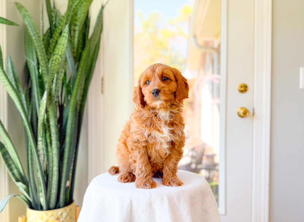Cute Cavapoo Poodle Mix Pup