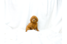 Cavapoo Pup Being Cute