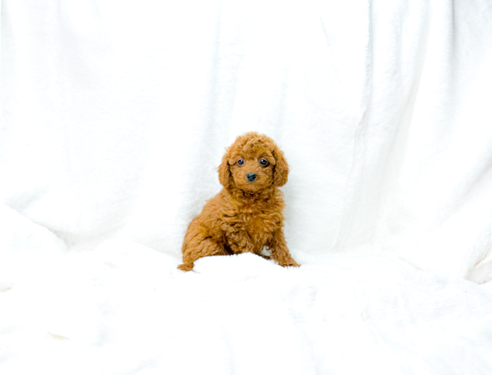 Cavapoo Pup Being Cute