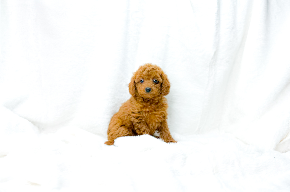 7 week old Cavapoo Puppy For Sale - Simply Southern Pups