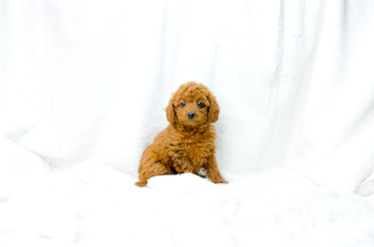 Cavapoo Pup Being Cute