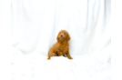 Cavapoo Puppy for Adoption