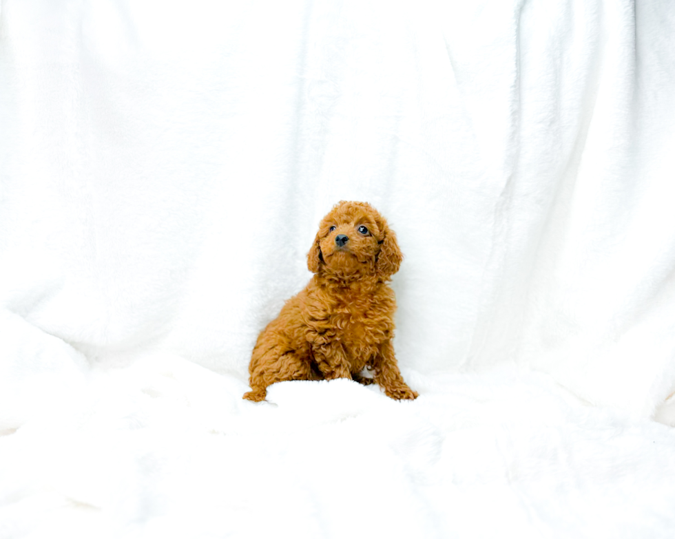 Cavapoo Puppy for Adoption