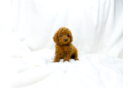 Best Cavapoo Baby