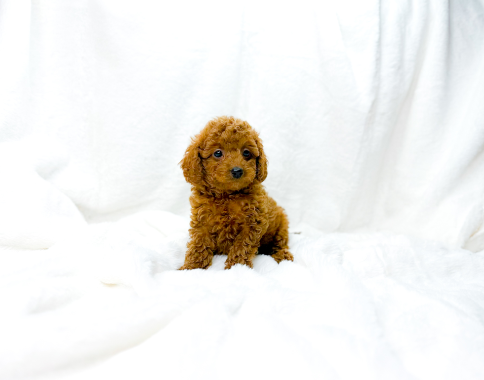 Best Cavapoo Baby