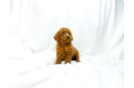 Best Cavapoo Baby