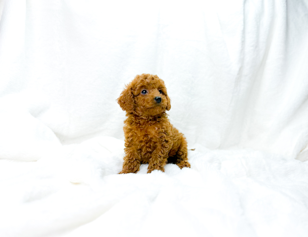 Best Cavapoo Baby