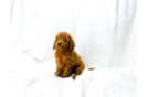 Best Cavapoo Baby