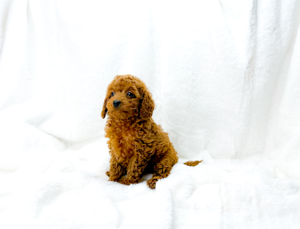 Best Cavapoo Baby