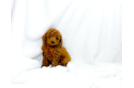 Cute Cavapoo Baby