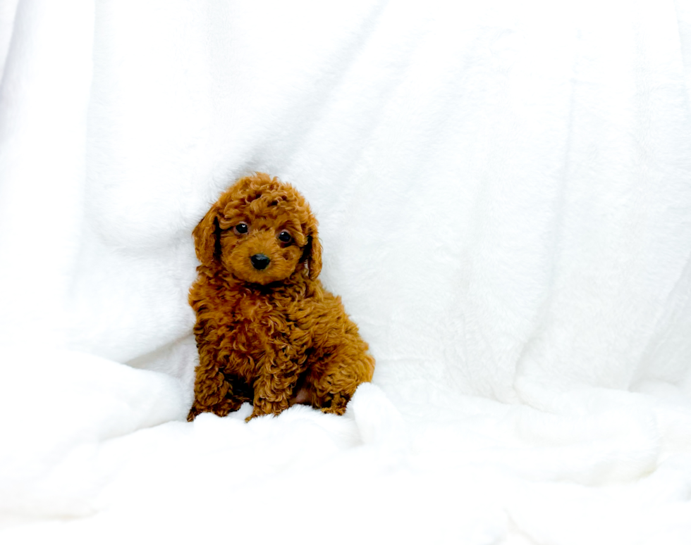 Cute Cavapoo Baby