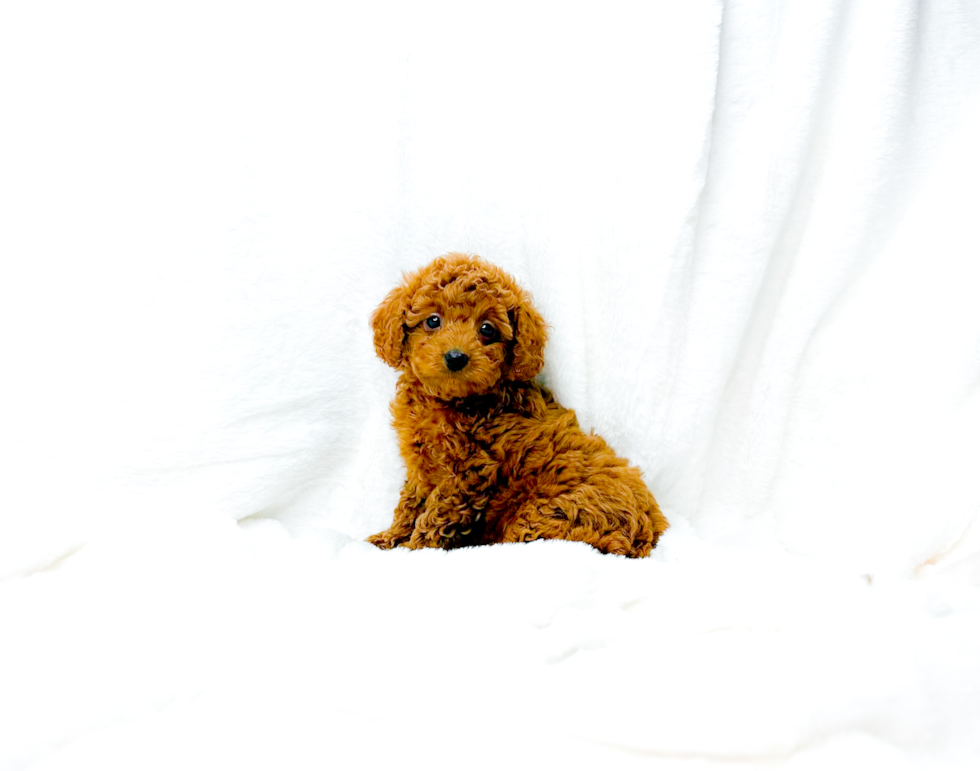 Cute Cavipoo Poodle Mix Puppy