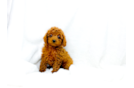 Cute Cavoodle Poodle Mix Puppy