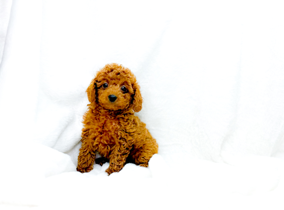 Cute Cavoodle Poodle Mix Puppy