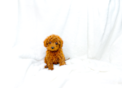 Cavapoo Pup Being Cute