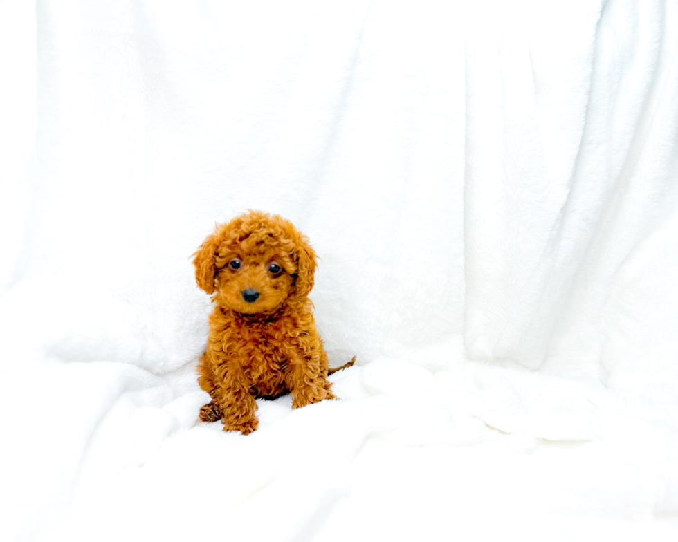 Cavapoo Pup Being Cute