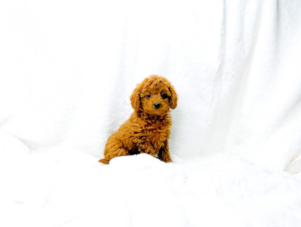 Cavapoo Pup Being Cute