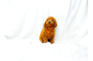 Cute Cavalier King Charles Spaniel and Poodle Mix Poodle Mix Puppy