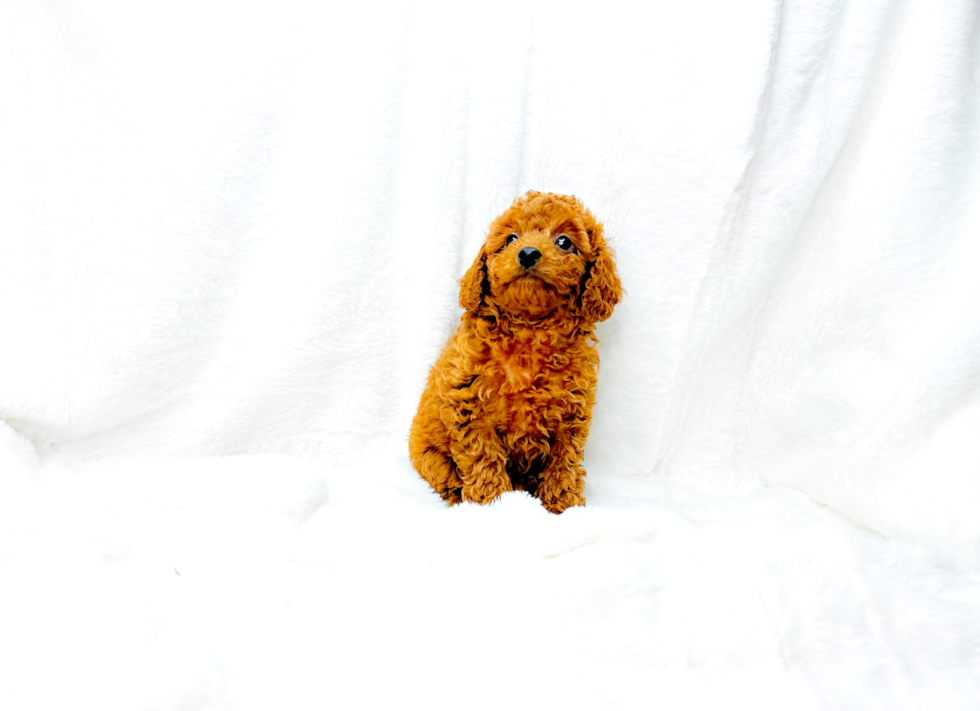 Cute Cavalier King Charles Spaniel and Poodle Mix Poodle Mix Puppy