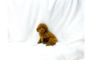 Cute Cavapoo Poodle Mix Pup