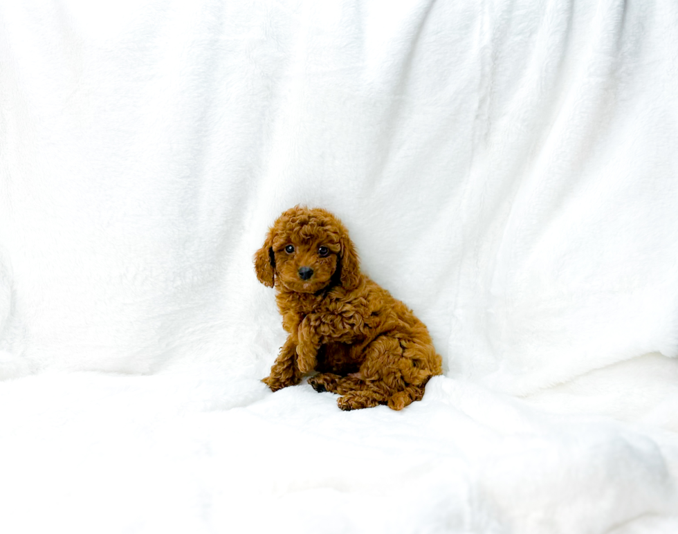 Cute Cavapoo Poodle Mix Pup