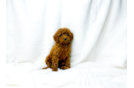 Cute Cavapoo Baby