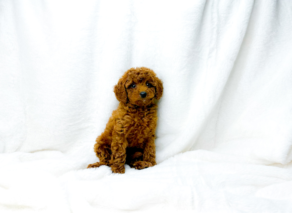 Cute Cavapoo Baby