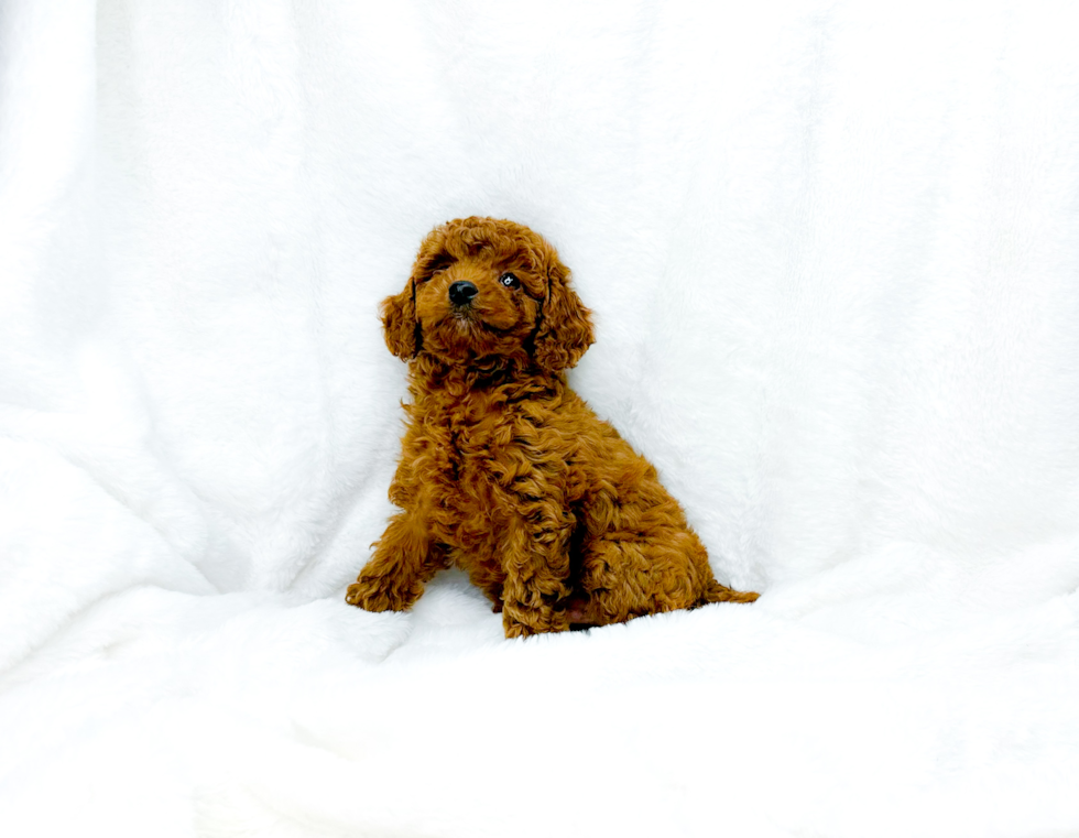 Cavapoo Pup Being Cute