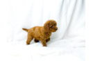 Cute Cavoodle Poodle Mix Puppy