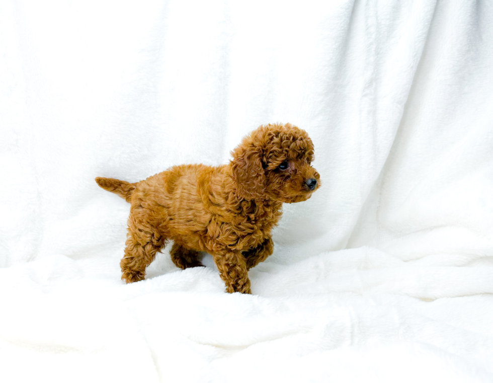 Cute Cavoodle Poodle Mix Puppy