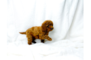 Cute Cavapoo Baby