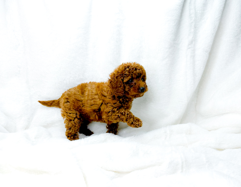 Cute Cavapoo Baby