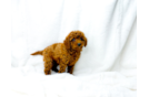 Cavapoo Pup Being Cute