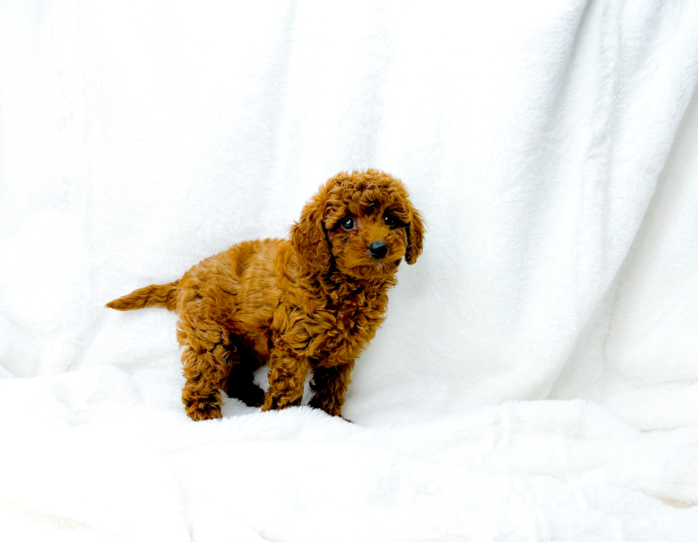 Cavapoo Pup Being Cute