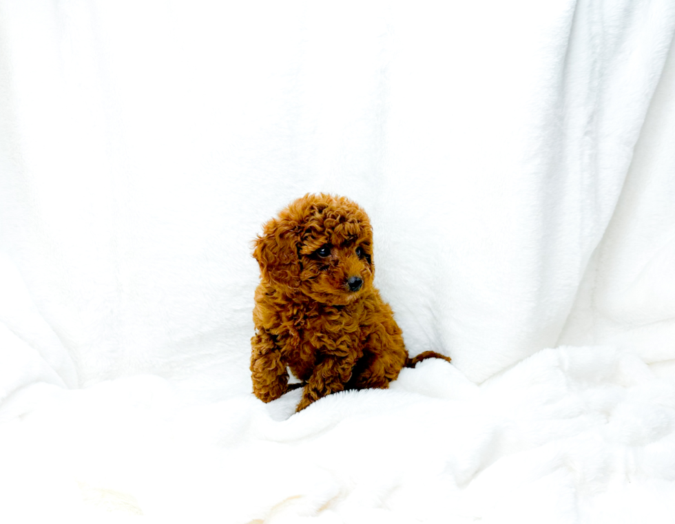 Cavapoo Puppy for Adoption