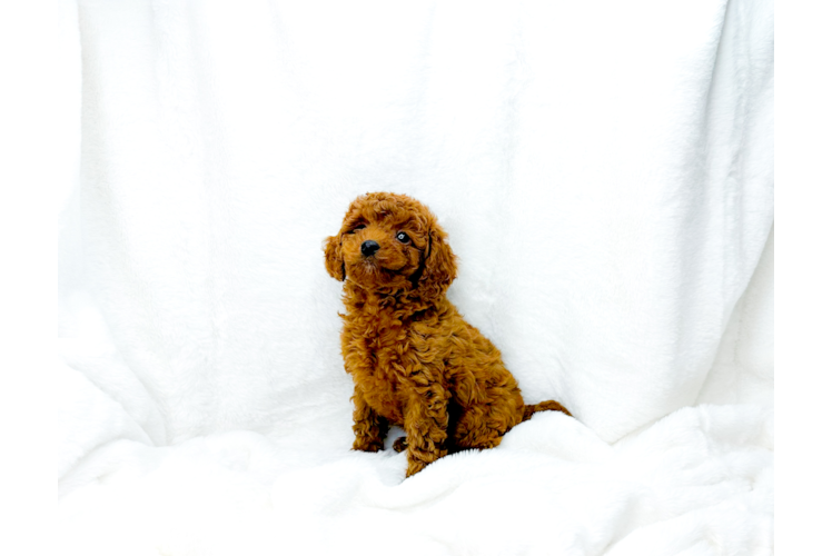 Best Cavapoo Baby