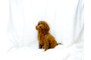 Best Cavapoo Baby