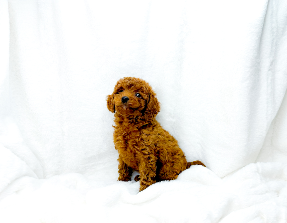 Best Cavapoo Baby