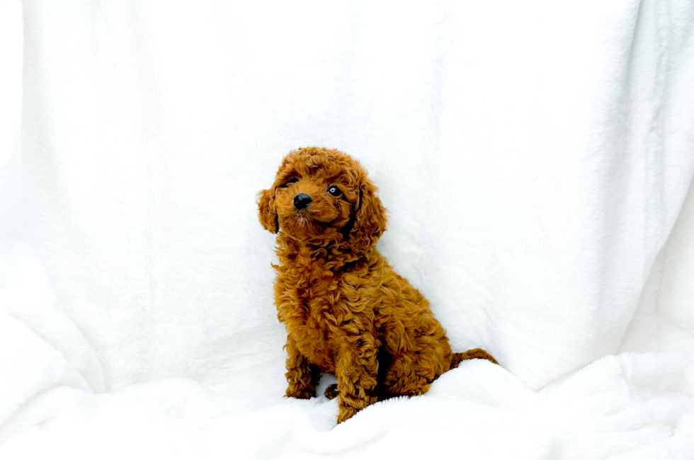 7 week old Cavapoo Puppy For Sale - Simply Southern Pups