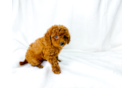 Cute Cavapoo Poodle Mix Pup