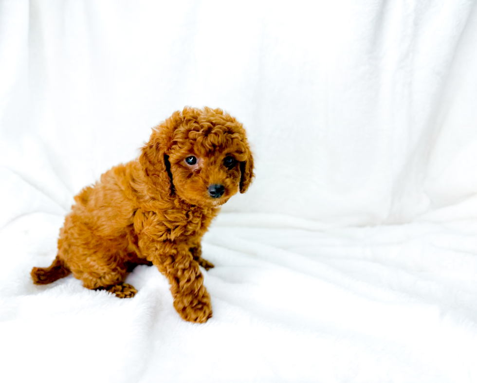 Cute Cavapoo Poodle Mix Pup