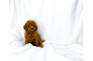 Cute Cavapoo Baby