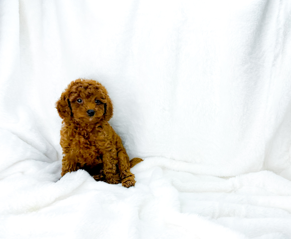 Cute Cavapoo Baby