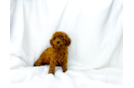 Cute Cavapoodle Poodle Mix Puppy