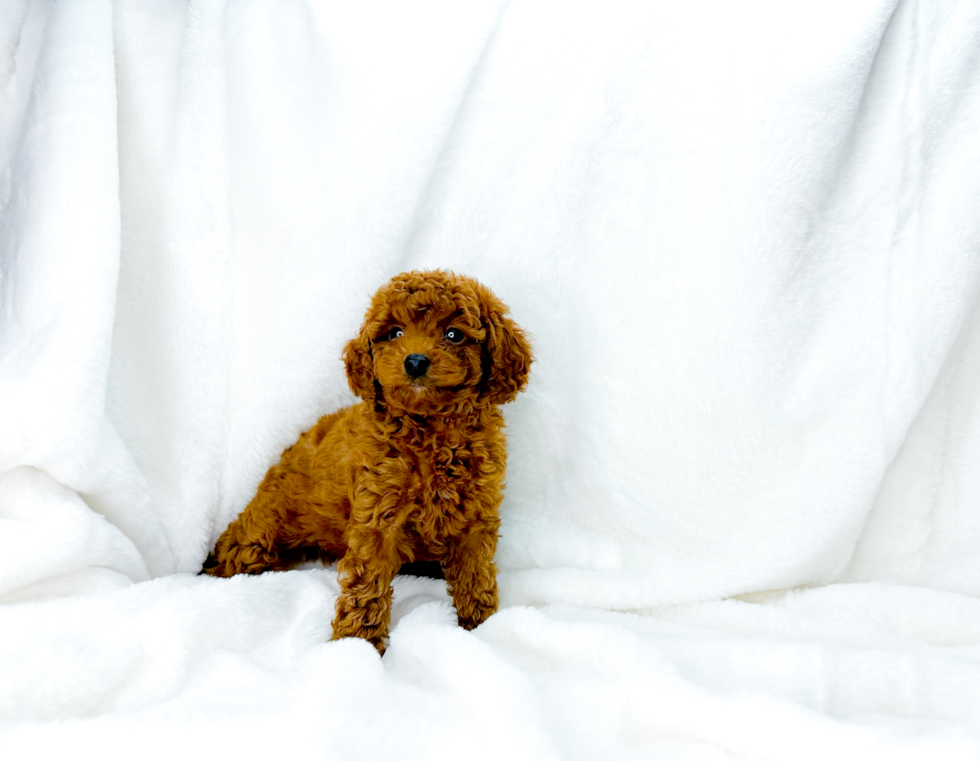 Cute Cavapoodle Poodle Mix Puppy