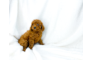 Cute Cavapoo Poodle Mix Pup