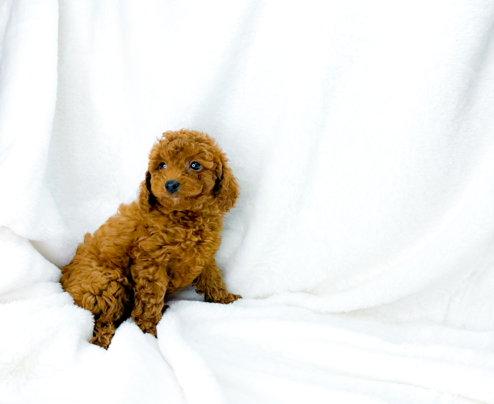 Cute Cavapoo Poodle Mix Pup